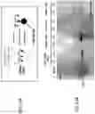 Fig. 131 - METHODS AND COMPOSITIONS FOR RESTORING STMN2 LEVELS