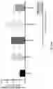 Fig. 138 - METHODS AND COMPOSITIONS FOR RESTORING STMN2 LEVELS