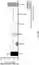 Fig. 139 - METHODS AND COMPOSITIONS FOR RESTORING STMN2 LEVELS