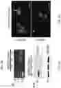 Fig. 18 - METHODS AND COMPOSITIONS FOR RESTORING STMN2 LEVELS