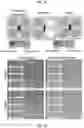 Fig. 21 - METHODS AND COMPOSITIONS FOR RESTORING STMN2 LEVELS