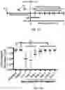 Fig. 23 - METHODS AND COMPOSITIONS FOR RESTORING STMN2 LEVELS
