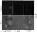 Fig. 33 - METHODS AND COMPOSITIONS FOR RESTORING STMN2 LEVELS