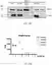 Fig. 45 - METHODS AND COMPOSITIONS FOR RESTORING STMN2 LEVELS