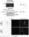 Fig. 48 - METHODS AND COMPOSITIONS FOR RESTORING STMN2 LEVELS