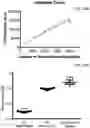 Fig. 51 - METHODS AND COMPOSITIONS FOR RESTORING STMN2 LEVELS