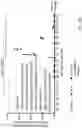 Fig. 62 - METHODS AND COMPOSITIONS FOR RESTORING STMN2 LEVELS