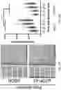 Fig. 91 - METHODS AND COMPOSITIONS FOR RESTORING STMN2 LEVELS