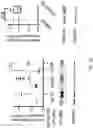 Fig. 94 - METHODS AND COMPOSITIONS FOR RESTORING STMN2 LEVELS