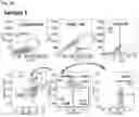 Fig. 03 - IMMUNOPOTENTIATING OR ANTICANCER ACTIVITY-AUGMENTING COMPOSITION COMPRISING MAL-EXPRESSED STEM CELL LIKE MEMORY T CELL AS ACTIVE INGREDIENT