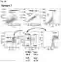 Fig. 04 - IMMUNOPOTENTIATING OR ANTICANCER ACTIVITY-AUGMENTING COMPOSITION COMPRISING MAL-EXPRESSED STEM CELL LIKE MEMORY T CELL AS ACTIVE INGREDIENT