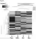 Fig. 05 - IMMUNOPOTENTIATING OR ANTICANCER ACTIVITY-AUGMENTING COMPOSITION COMPRISING MAL-EXPRESSED STEM CELL LIKE MEMORY T CELL AS ACTIVE INGREDIENT