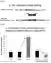Fig. 09 - IMMUNOPOTENTIATING OR ANTICANCER ACTIVITY-AUGMENTING COMPOSITION COMPRISING MAL-EXPRESSED STEM CELL LIKE MEMORY T CELL AS ACTIVE INGREDIENT