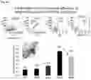 Fig. 10 - IMMUNOPOTENTIATING OR ANTICANCER ACTIVITY-AUGMENTING COMPOSITION COMPRISING MAL-EXPRESSED STEM CELL LIKE MEMORY T CELL AS ACTIVE INGREDIENT