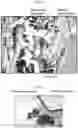Fig. 16 - Compositions for treating pathological calcification conditions, and methods using same