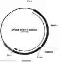 Fig. 22 - Compositions for treating pathological calcification conditions, and methods using same