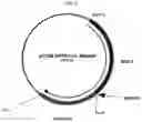 Fig. 23 - Compositions for treating pathological calcification conditions, and methods using same