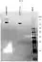 Fig. 24 - Compositions for treating pathological calcification conditions, and methods using same