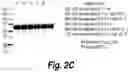 Fig. 05 - Methods and compositions for CNS delivery of heparan N-sulfatase