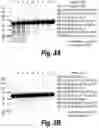 Fig. 06 - Methods and compositions for CNS delivery of heparan N-sulfatase