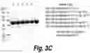 Fig. 07 - Methods and compositions for CNS delivery of heparan N-sulfatase