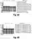 Fig. 10 - Methods and compositions for CNS delivery of heparan N-sulfatase
