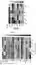 Fig. 06 - TUMOR CELL VACCINES