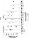 Fig. 24 - TUMOR CELL VACCINES