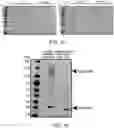 Fig. 02 - SARS-CoV-2 antigens and uses thereof