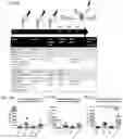 Fig. 08 - Compositions and methods employing adenosine deaminase-1 (ADA-1) as an adjuvant
