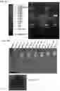 Fig. 17 - Compositions and methods employing adenosine deaminase-1 (ADA-1) as an adjuvant