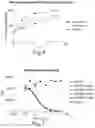Fig. 08 - COMBINATION THERAPIES COMPRISING ANTIBODY MOLECULES TO TIM-3