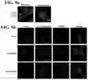 Fig. 06 - Therapeutic nanomaterials