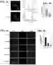 Fig. 07 - Therapeutic nanomaterials