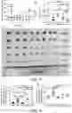 Fig. 08 - CAMPTOTHECIN-BASED DIMER COMPOUND, ANTICANCER DRUG AND METHOD OF ELIMINATING CANCER STEM CELL