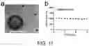 Fig. 11 - CAMPTOTHECIN-BASED DIMER COMPOUND, ANTICANCER DRUG AND METHOD OF ELIMINATING CANCER STEM CELL