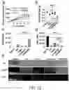 Fig. 12 - CAMPTOTHECIN-BASED DIMER COMPOUND, ANTICANCER DRUG AND METHOD OF ELIMINATING CANCER STEM CELL