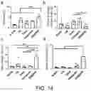 Fig. 14 - CAMPTOTHECIN-BASED DIMER COMPOUND, ANTICANCER DRUG AND METHOD OF ELIMINATING CANCER STEM CELL