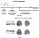 Fig. 06 - ANTIMICROBIAL SCAFFOLDS