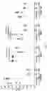 Fig. 09 - ANTIMICROBIAL SCAFFOLDS