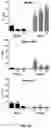 Fig. 15 - ANTIMICROBIAL SCAFFOLDS