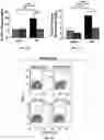 Fig. 14 - GLYCOCALYX MIMETIC COATINGS