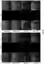 Fig. 16 - GLYCOCALYX MIMETIC COATINGS