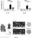 Fig. 17 - GLYCOCALYX MIMETIC COATINGS