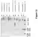 Fig. 14 - Derivatisation of Insulin with Polysaccharides