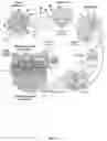 Fig. 04 - Composition Comprising a Combination of Immune Checkpoint Inhibitor and Antibody-Amatoxin Conjugate for Use in Cancer Therapy