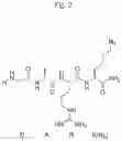 Fig. 03 - TRANSGLUTAMINASE CONJUGATION METHOD WITH A GLYCINE BASED LINKER