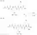 Fig. 08 - TRANSGLUTAMINASE CONJUGATION METHOD WITH A GLYCINE BASED LINKER