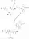 Fig. 19 - TRANSGLUTAMINASE CONJUGATION METHOD WITH A GLYCINE BASED LINKER