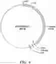 Fig. 05 - VECTORS COMPRISING A NUCLEIC ACID ENCODING LYSOSOMAL ENZYMES FUSED TO A LYSOSOMAL TEARGETING SEQUENCE